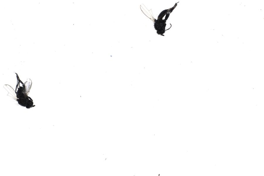 Image 101